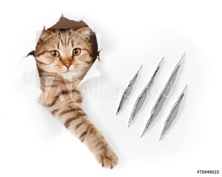 Bild på Funny cat in wallpaper hole with claw scratches isolated